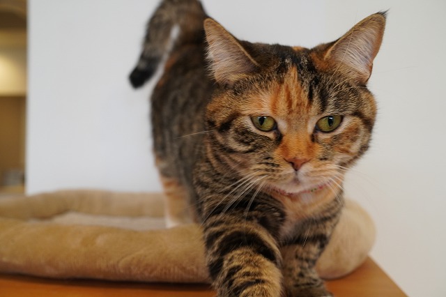 潜り乗りのあられちゃん