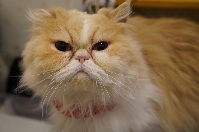 スタッフ休憩室のもなかちゃん