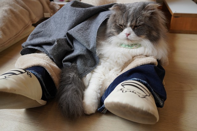 おひざ乗り頻度が上がるミントくん