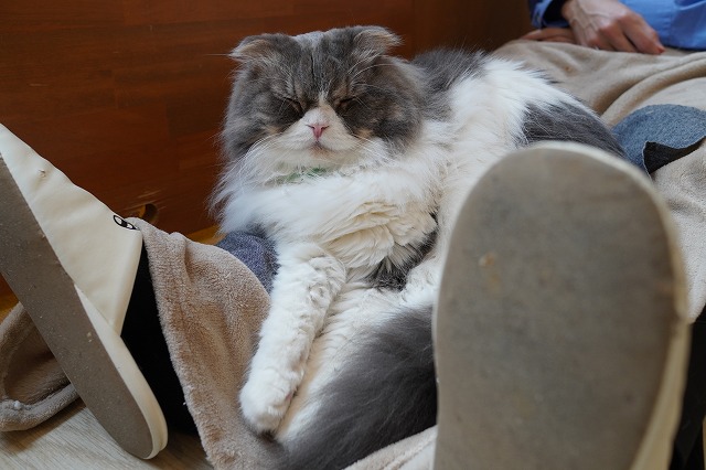 負傷回復ミントくん