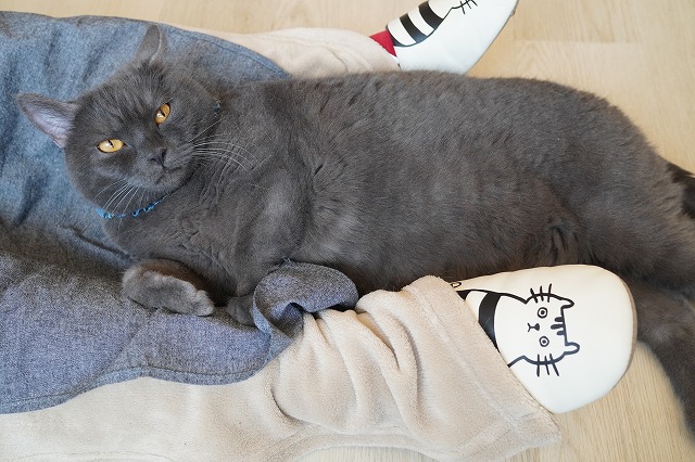 ごろりん乗りトリュフくん