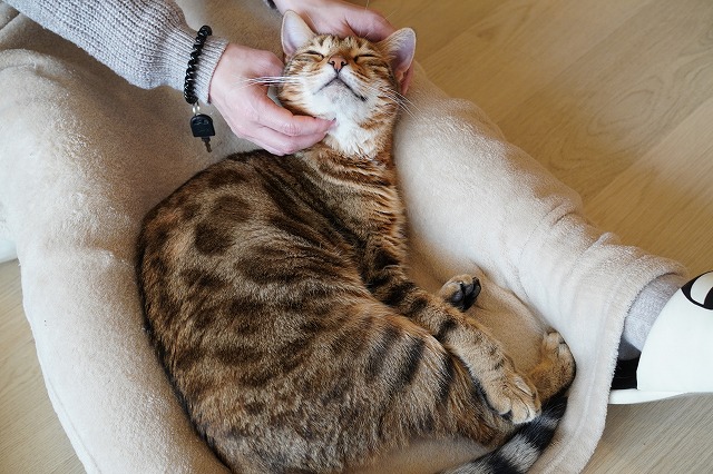 お客様のおひざが落ち着く場所