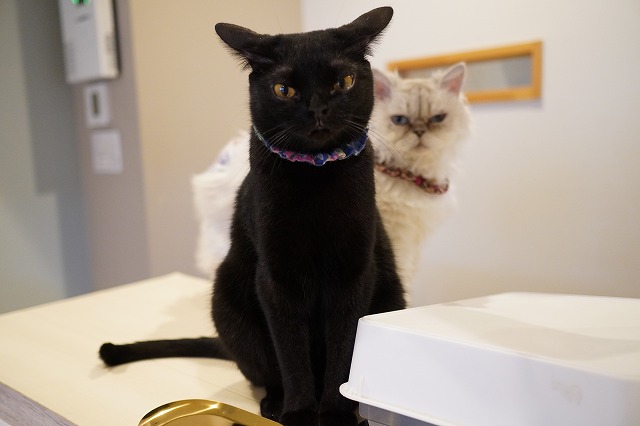 意外と怖がりのうにくん