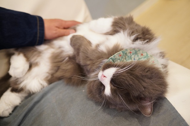 撫でられるラムネくん