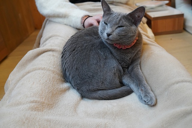 お客様の足間トンネルに潜るローズちゃん