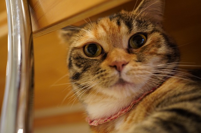 乗ってる乗ってるあられちゃん