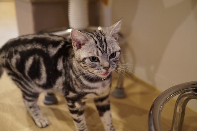 避妊手術後のあずきちゃん