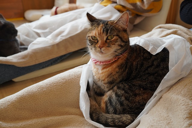 狙うあられちゃん