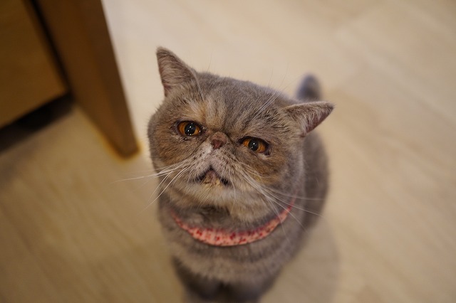 つくしちゃん７才