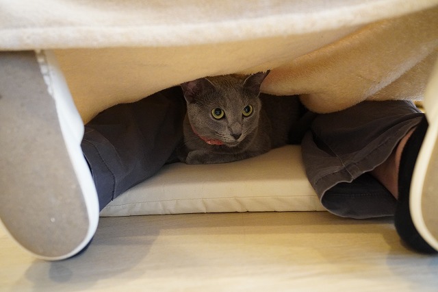 潜り乗り好きローズちゃん