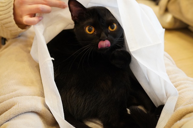 うにくんマイペース乗り