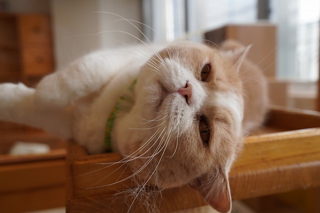 コロンごろんコロンくん