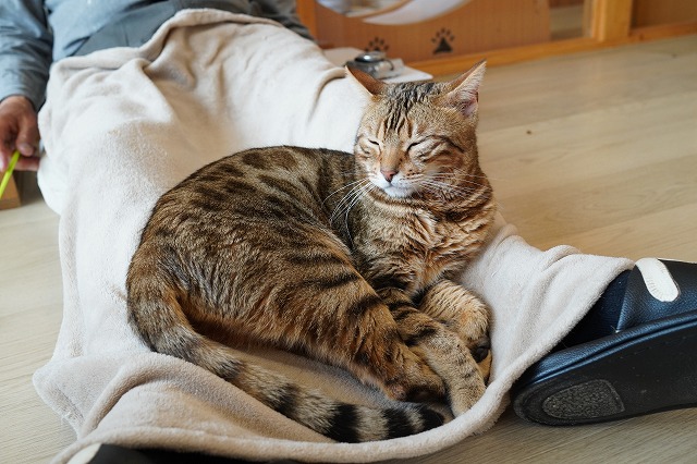 うろうろして乗る金時くん