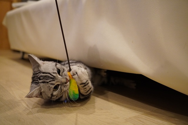 乗ったり遊んだりあずきちゃん