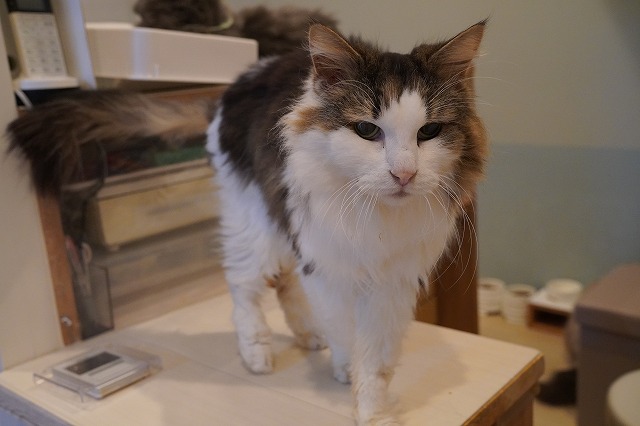 袋入り乗りボンボンちゃん