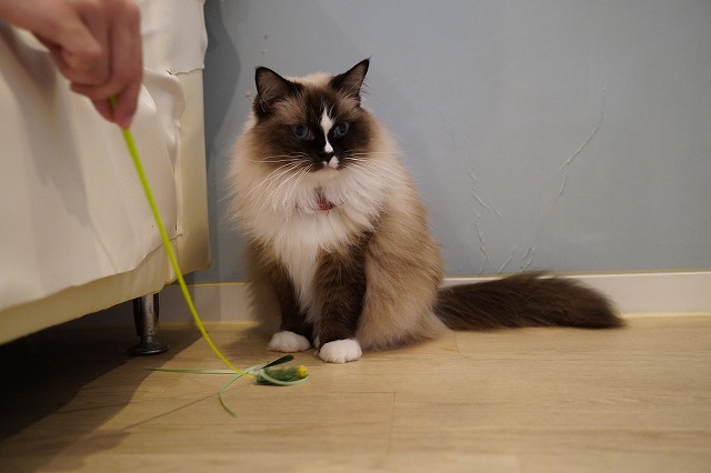 遊ぶよちまきちゃん