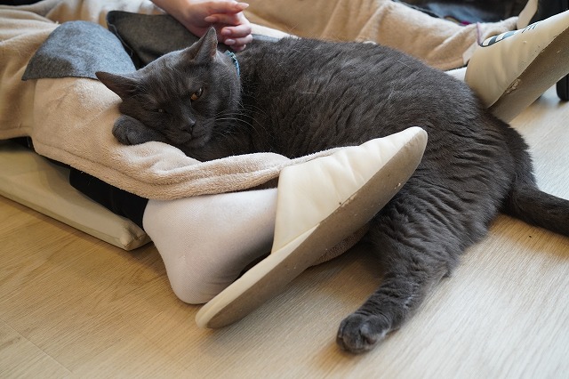 袋入りトリュフくん