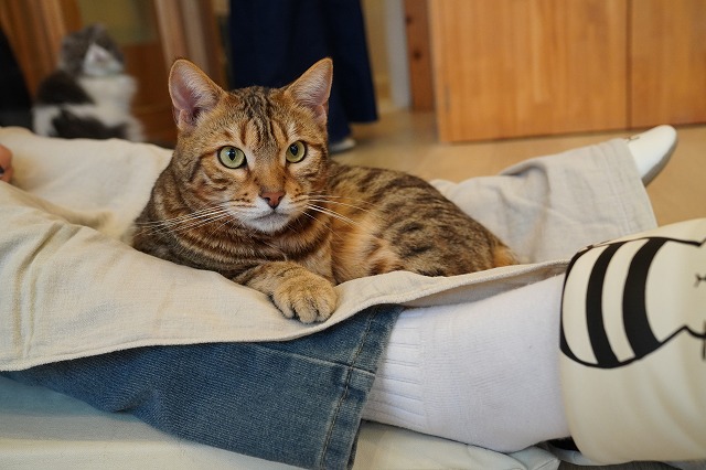 ウォーターサーバー上の金時くん