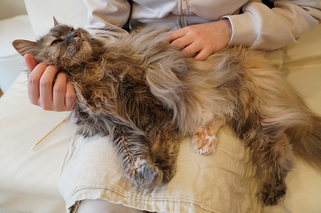 乗ってされるがままのこむぎちゃん