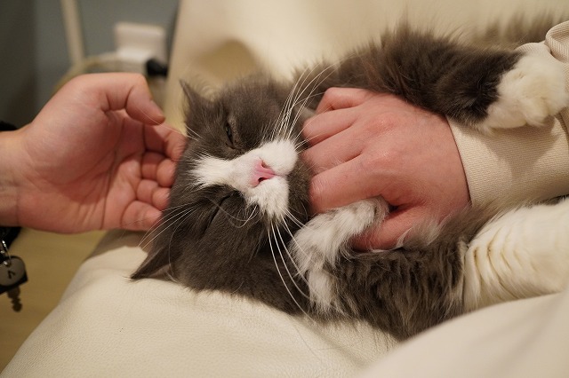 触られ放題のラムネくん