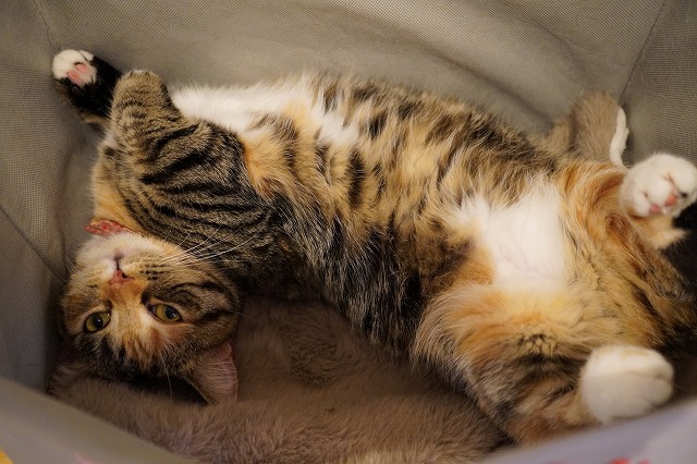 袋乗りのあられちゃん