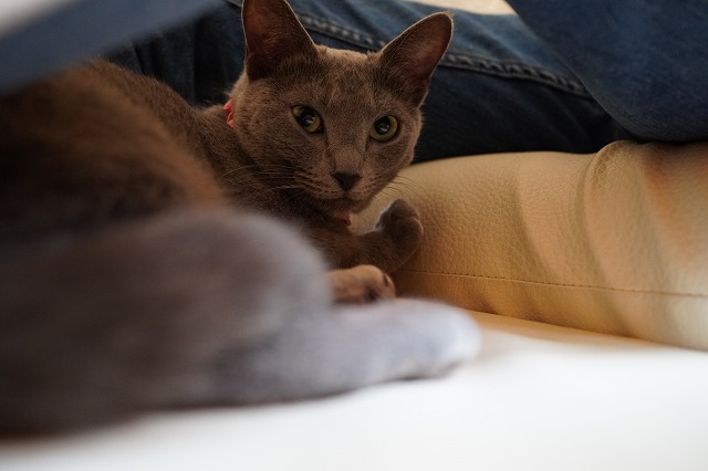 隠れん坊のローズちゃん