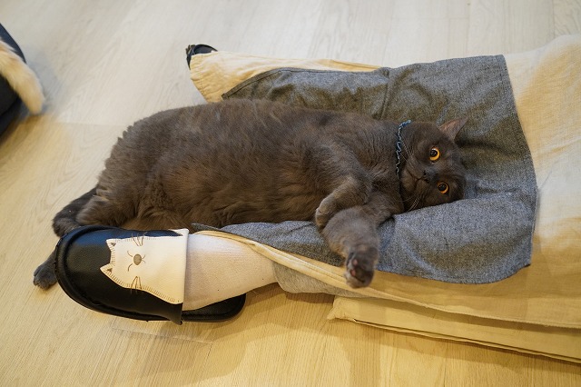 大きい甘えっ子トリュフくん