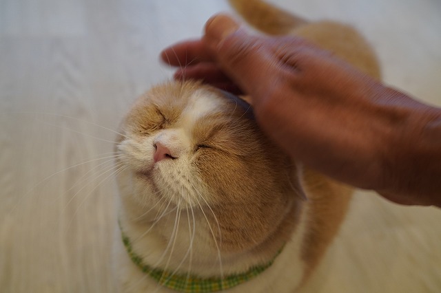 なでなでコロン君