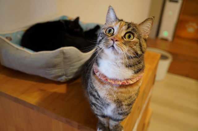 光と闘うあられちゃん