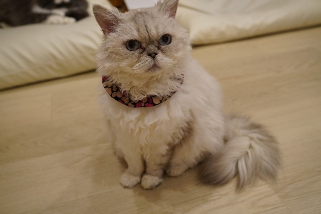 潜り乗りのしずくちゃん