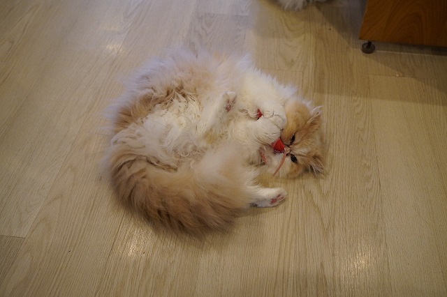 くねくねもなかちゃん