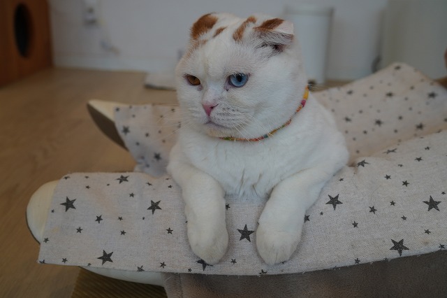 もっと乗ってねマフィンくん