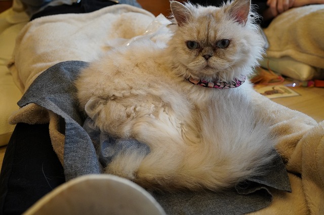 おひざ乗り戦力になるしずくちゃん