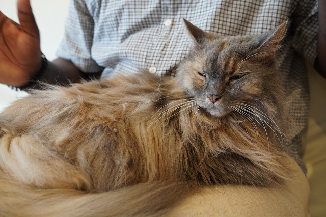 ソファーでひざ乗りこむぎちゃん