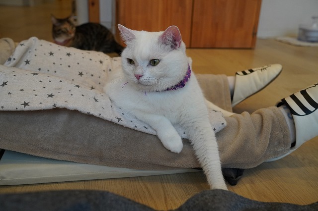 一応乗ってるミルクん