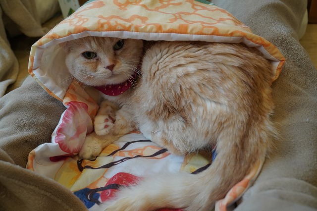 くるみちゃんのお気に入り