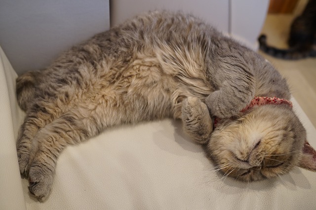 ごろんをしてくれるつくしちゃん