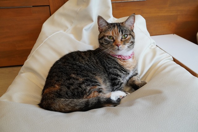 あられちゃん色々活躍中
