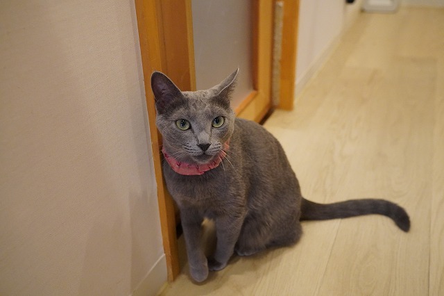 うろうろローズちゃん