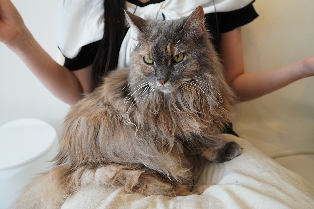 乗るんだけどこむぎちゃん