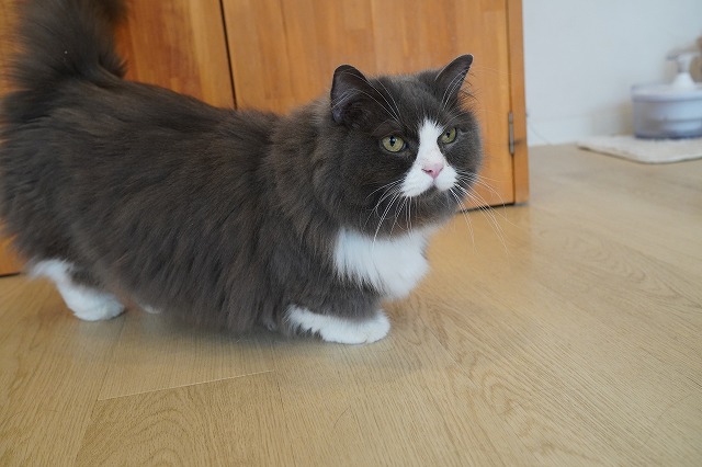 受付係じゃないラムネくん