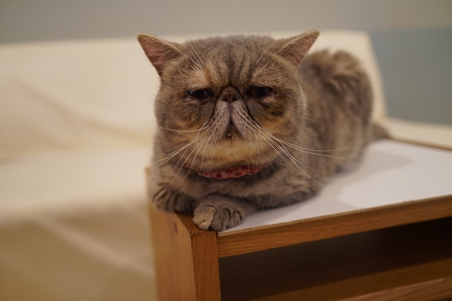 まったりつくしちゃん