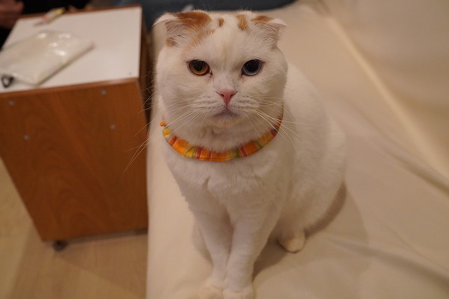 最近はほぼ乗らないマフィンくん