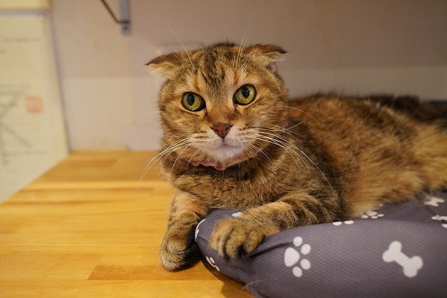 13才のざらめちゃん