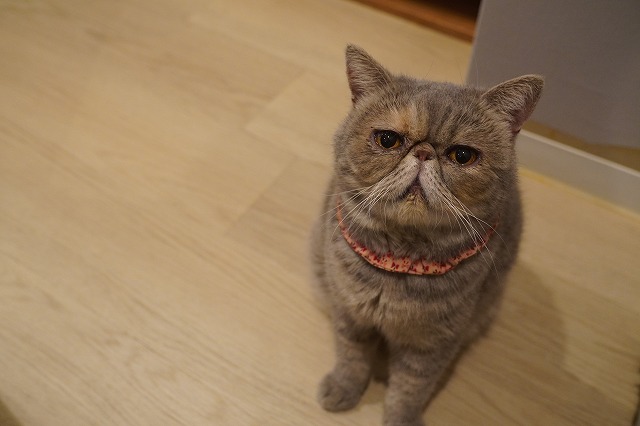 まったりつくしちゃん