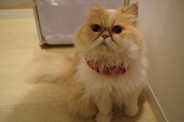 夏に活躍するもなかちゃん