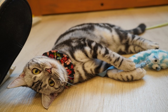 起きてる時は遊ぶあずきちゃん
