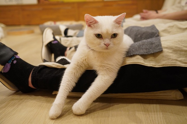 ひざに乗ったり休んだり