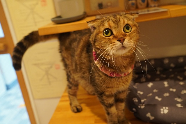 カウンターのざらめちゃん