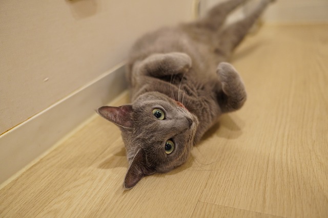 転がるローズちゃん